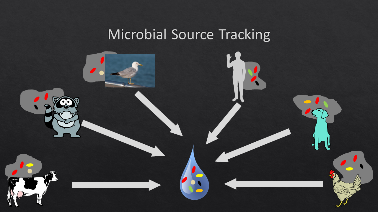 Microbial Source Tracking | MEL Lab